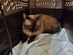 Adopt Dojo a Domestic Shorthair / Mixed cat in Oceanside, CA (39029319)
