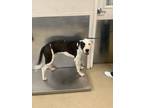 Adopt TicToc a Black Labrador Retriever / Mixed dog in Fort Worth, TX (39029359)