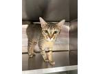 Adopt Starry a Brown Tabby Domestic Shorthair / Mixed (short coat) cat in Hilton