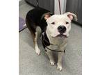Adopt Wilson a American Pit Bull Terrier / Mixed dog in Escondido, CA (39029307)