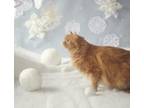 Adopt Baker a Orange or Red Domestic Longhair / Domestic Shorthair / Mixed cat