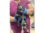 Adopt Ahsoka a All Black Domestic Shorthair / Domestic Shorthair / Mixed cat in