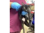 Adopt 54014934 a All Black Domestic Shorthair / Domestic Shorthair / Mixed cat