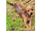 Adopt Tippi a Red/Golden/Orange/Chestnut Norfolk Terrier / Mixed dog in Morton