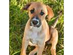 Adopt Talia a Mixed Breed (Medium) / Mixed dog in Rancho Santa Fe, CA (39000812)