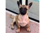 Adopt Nigeria a Mixed Breed (Medium) / Mixed dog in Rancho Santa Fe