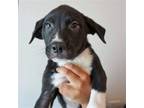 Adopt Pele a Mixed Breed (Medium) / Mixed dog in Rancho Santa Fe, CA (39029127)