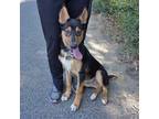 Adopt Potter a Mixed Breed (Medium) / Mixed dog in Rancho Santa Fe