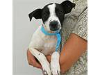 Adopt Lushy a Mixed Breed (Medium) / Mixed dog in Rancho Santa Fe, CA (39029121)