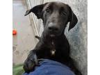 Adopt Lizzy a Mixed Breed (Medium) / Mixed dog in Rancho Santa Fe, CA (39029120)