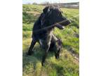 Adopt Legend a Black - with White German Shepherd Dog / Labrador Retriever /