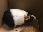 Adopt WILLOW a Guinea Pig (medium coat) small animal in Tustin, CA (39009286)