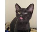 Adopt Axel a All Black Domestic Shorthair / Mixed cat in Cumming, GA (38963807)