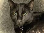 Adopt DALIDA a All Black Domestic Mediumhair / Mixed (medium coat) cat in