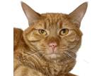 Adopt Brooks - THE RADICAL CAT LIBRARY a Orange or Red Domestic Shorthair /