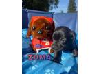 Adopt Zuma a Black Terrier (Unknown Type, Medium) / Mixed dog in Kingsburg