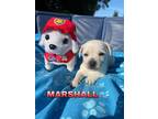 Adopt Marshall a White Terrier (Unknown Type, Medium) / Mixed dog in Kingsburg