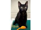 Adopt Patrick 122307 a All Black Domestic Shorthair cat in Joplin, MO (38929502)