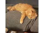 Adopt Pumpkin a Orange or Red Tabby Tabby / Mixed (medium coat) cat in Gurnee