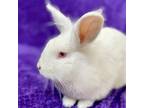 Adopt Link a White Lionhead / Mixed (medium coat) rabbit in Burlingame