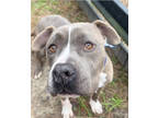 Adopt Baynard a Gray/Blue/Silver/Salt & Pepper American Pit Bull Terrier / Mixed