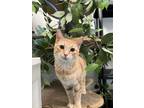 Adopt Kelsi a Orange or Red Domestic Shorthair / Domestic Shorthair / Mixed cat
