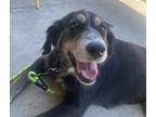 Adopt Snickers a Black Mixed Breed (Medium) dog in San Diego, CA (39021349)