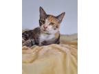 Adopt PAULINA a Domestic Shorthair / Mixed (short coat) cat in Athens