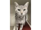 Adopt Serenity a Gray or Blue Domestic Shorthair / Domestic Shorthair / Mixed