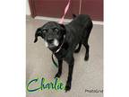 Adopt Charlie a Black Retriever (Unknown Type) / Mixed dog in Louisburg
