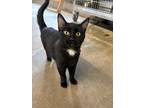 Adopt Lana a All Black Domestic Shorthair / Domestic Shorthair / Mixed cat in
