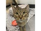 Adopt Hazle a Domestic Shorthair / Mixed cat in Sheboygan, WI (39027250)