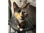 Adopt Callie a Domestic Shorthair / Mixed cat in Sheboygan, WI (39027249)