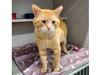 Adopt Slinkey a Domestic Shorthair / Mixed cat in Sheboygan, WI (39027248)
