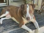 Adopt Foster Happy Soul Great Family Doggie a Labrador Retriever / Terrier