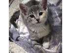 Adopt Dumplin a Gray, Blue or Silver Tabby Domestic Mediumhair / Mixed cat in