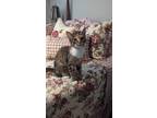 Adopt Maggie a Orange or Red Domestic Shorthair / Mixed (short coat) cat in
