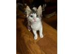 Adopt Hardy a White (Mostly) Domestic Mediumhair / Mixed (medium coat) cat in