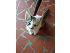 Adopt Gum Drop a Calico or Dilute Calico Domestic Shorthair / Mixed (short coat)