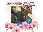 Adopt Gabriella a All Black Domestic Shorthair / Mixed (short coat) cat in