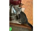 Adopt Phineas a Gray, Blue or Silver Tabby Domestic Shorthair / Mixed (short