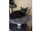 Adopt Gabriel a All Black Domestic Shorthair / Mixed (short coat) cat in Sumter