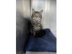 Adopt Wando a Domestic Mediumhair / Mixed (medium coat) cat in Port Jervis