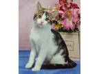 Adopt Petunia a Domestic Shorthair / Mixed (short coat) cat in Roanoke