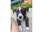 Adopt Gummy Bear a Brown/Chocolate Mixed Breed (Large) / Mixed dog in