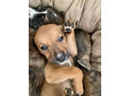 Adopt Skittles a Tan/Yellow/Fawn Mixed Breed (Large) / Mixed dog in Springfield