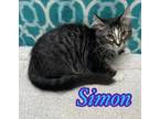 Adopt Simon a All Black Domestic Longhair / Domestic Shorthair / Mixed cat in