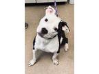 Adopt Hope a White American Pit Bull Terrier / Mixed dog in Burton
