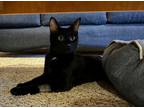 Adopt Dusky a All Black Domestic Shorthair / Domestic Shorthair / Mixed cat in