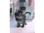 Adopt Chili- ADOPTED a Brown or Chocolate Domestic Longhair / Domestic Shorthair